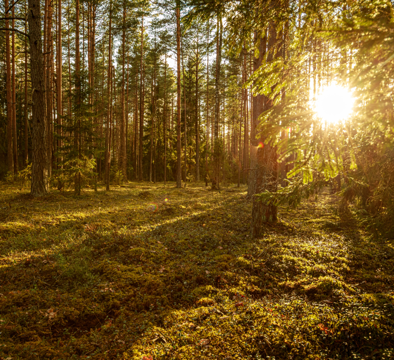 Forest Lithuania